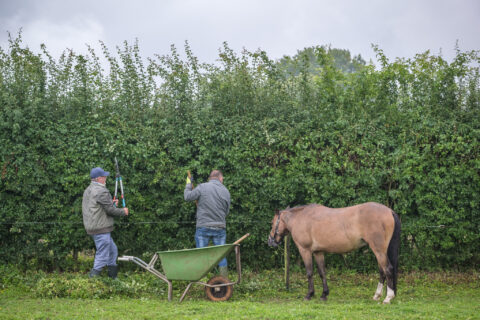 Twee mannen snoeien een heg met schaar en kruiwagen; een paard staat ernaast.