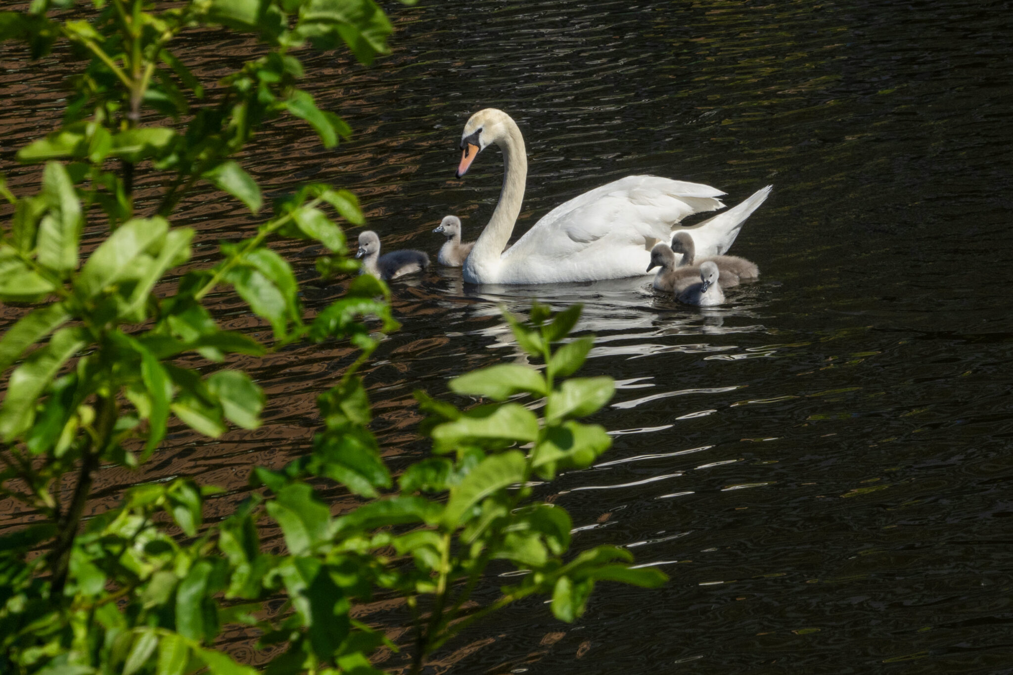 Witte zwaan zwemt met vijf kuikens op donker water, groene bladeren op de voorgrond.