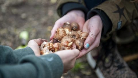 Scholen en kinderopvang: vraag een bijvriendelijk bloembollenpakket aan!