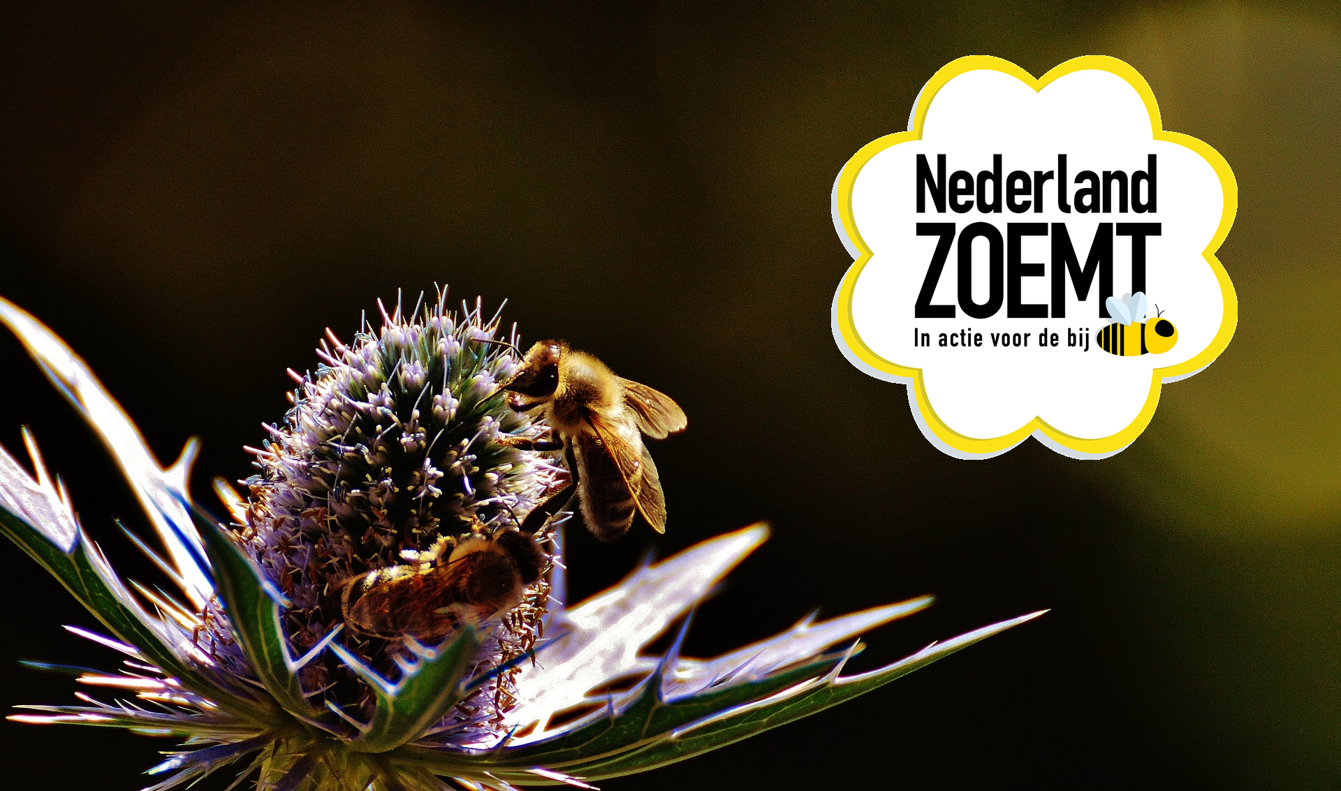 Contact Nederland Zoemt