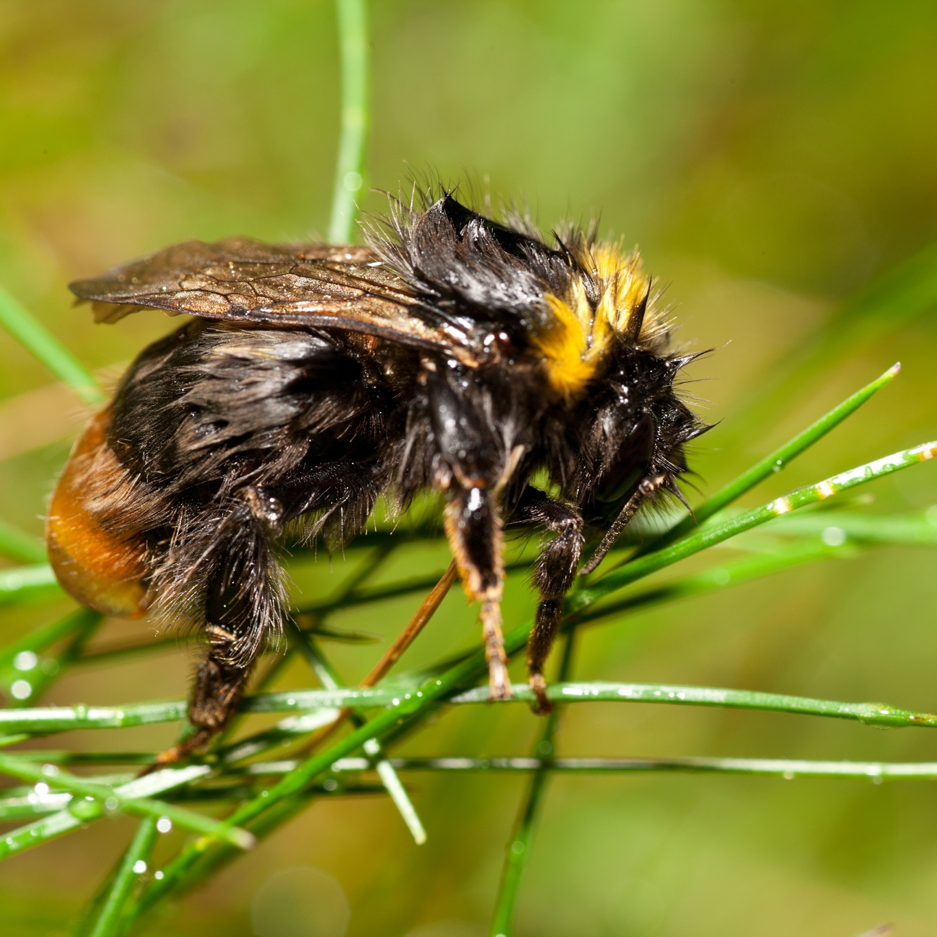 Een natte hommel rust op groene grassprieten met een wazige achtergrond.