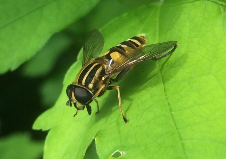 insectenwerkgroep