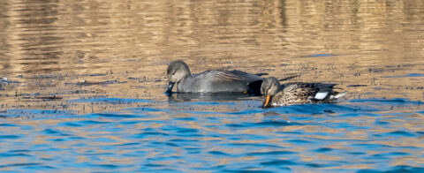 Twee eenden zoeken voedsel in een meer onder een goudkleurige achtergrond.