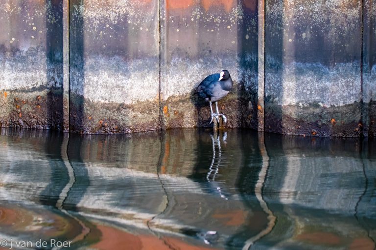 Meerkoet tegen roestige, metalen wand bij het water, met weerspiegeling op het oppervlak.