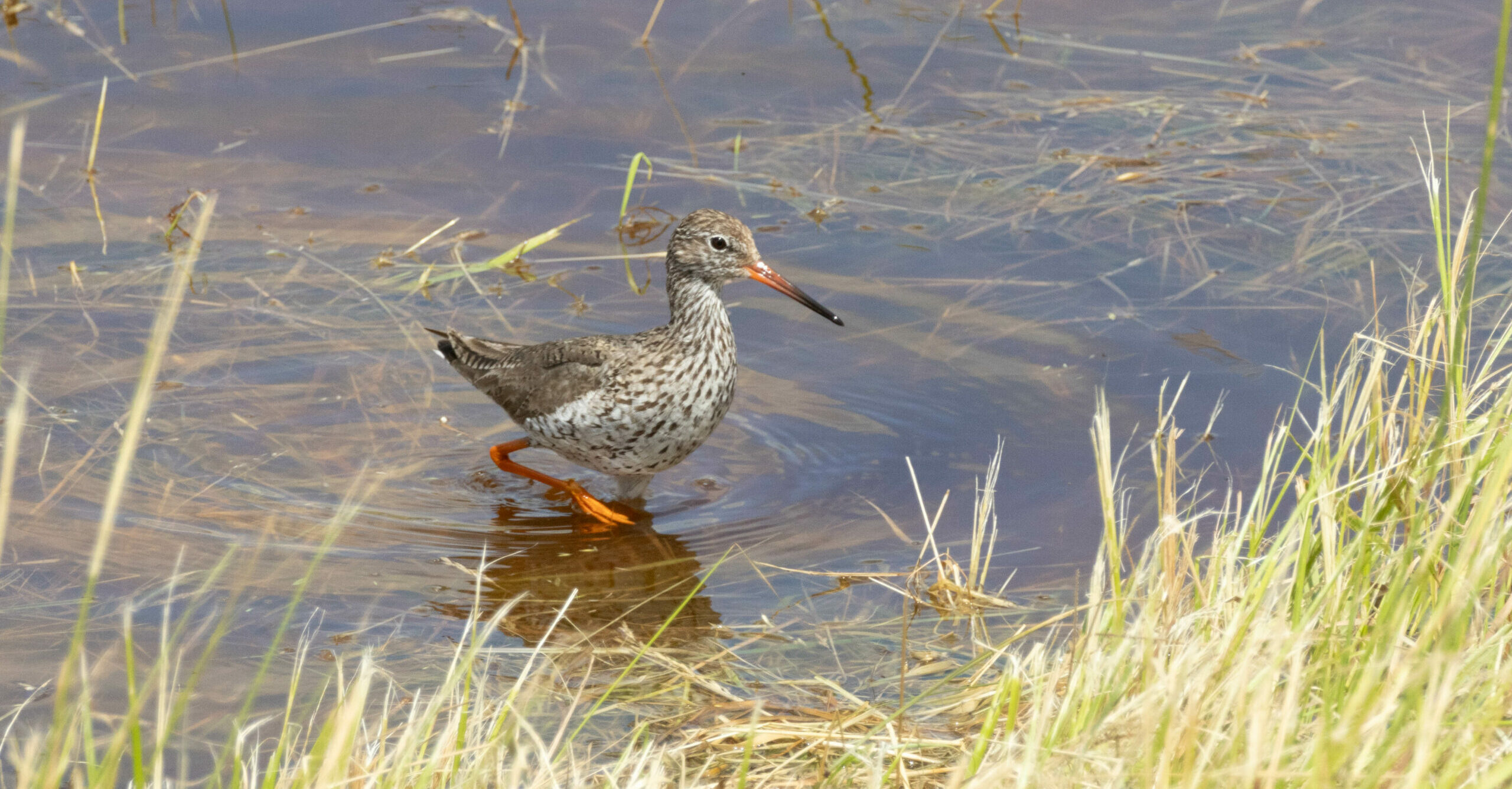 Steltlopertje met rode poten loopt in ondiep water bij grasachtige oever.