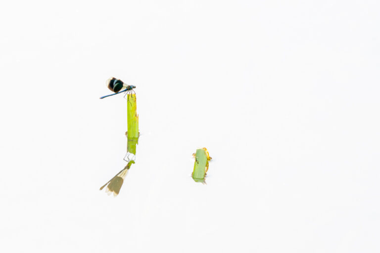 Een libelle zit op een groene stengel, weerspiegelend in het water.