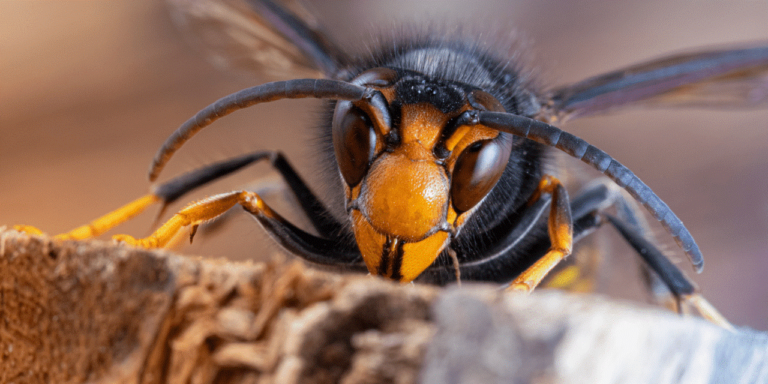 Wat bieden we nog meer, natuurfotografie