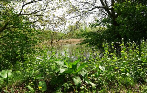 2025-06-15 Stadsnatuur in Rijen