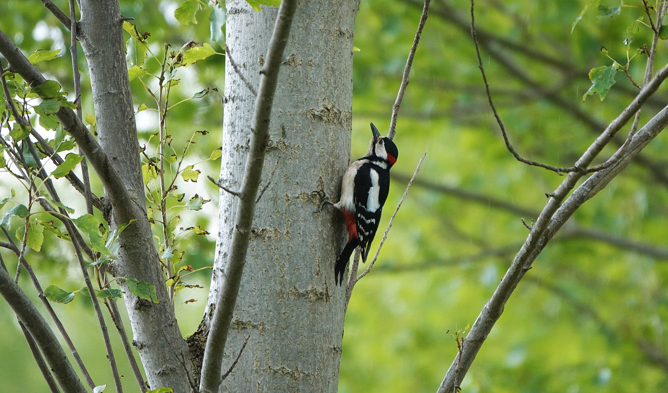 25-18-5 Vogelwandeling Boswachterij Dorst