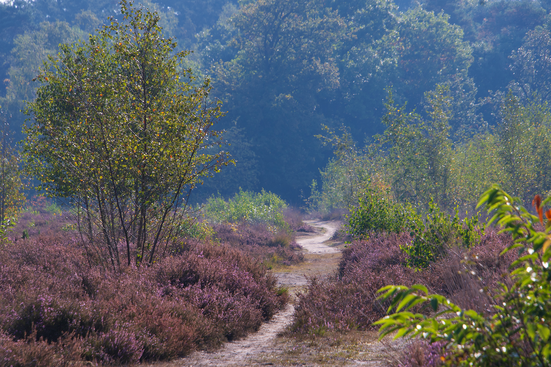 Zandpad door paarse heide en groene bomen in een bosrijke omgeving.