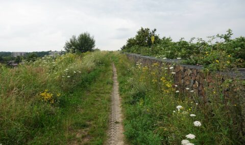 2025-07-13 natuurwandeling Bavelse Lei