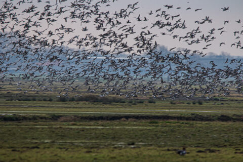 Een grote zwerm vogels vliegt boven een uitgestrekt grasland.