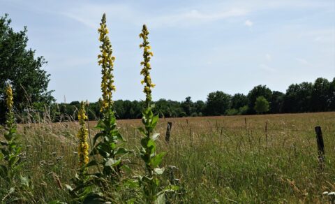 2025 -07-27 Natuurwandeling Pannenhoef