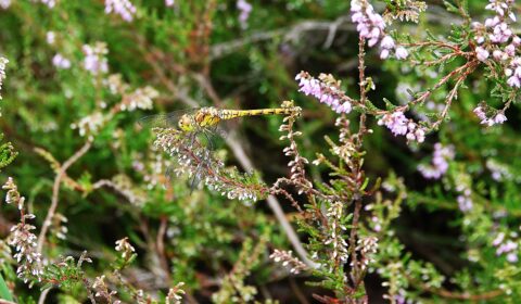 2025-08-17 Insectenwandeling Strijbeekse Heide