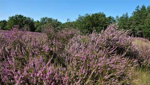 2025-08-17 Natuurwandeling Galderse Heide