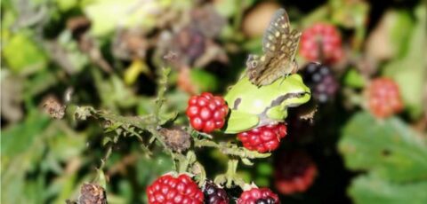 Groene kikker en vlinder op frambozentak tussen bladeren.