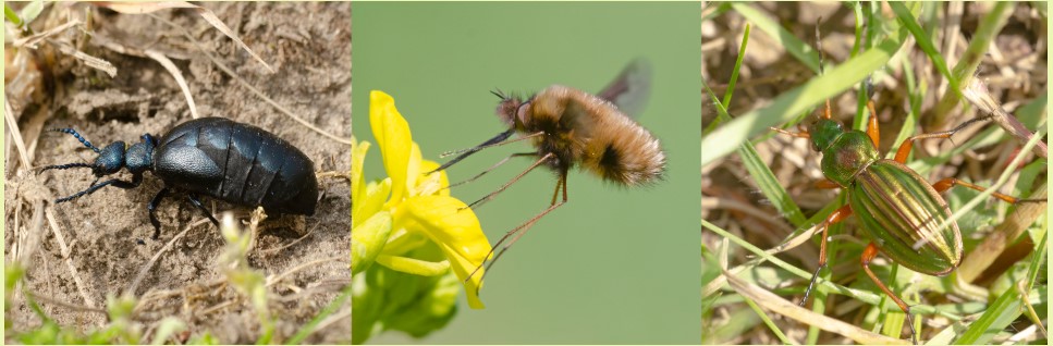 Drie insecten: een blauwe kever, een pluizige vlieg bij een gele bloem, en een groene gestreepte kever.