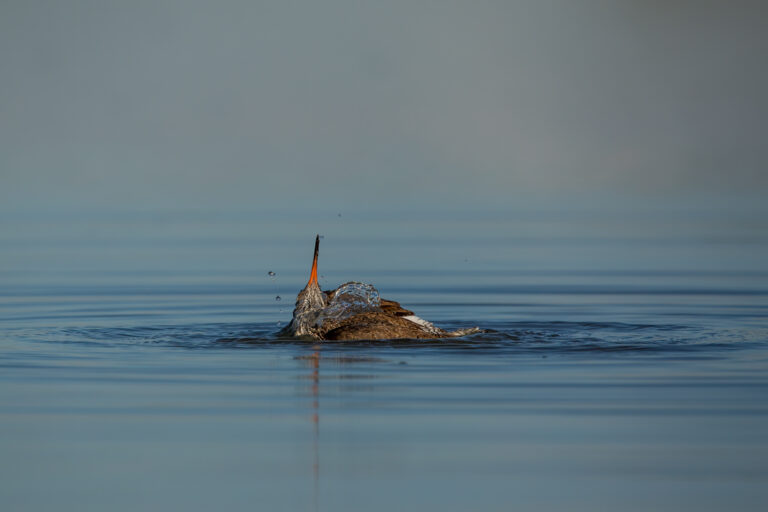Vogel zwemt in water met snavel omhoog, omringd door druppels en rustige, blauwe achtergrond.