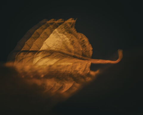 Vervaagde opname van een herfstblad met warme tinten op een donkere achtergrond.