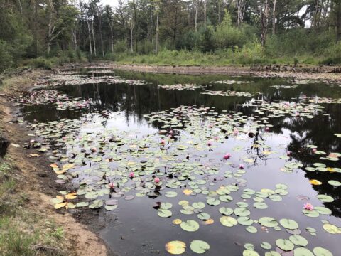 2025-10-26 Stiltewandeling landgoed hondsdonk