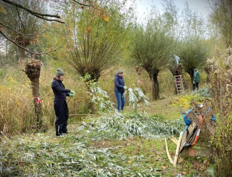 Mensen snoeien wilgen in een natuurlijke omgeving met gereedschap en ladders.