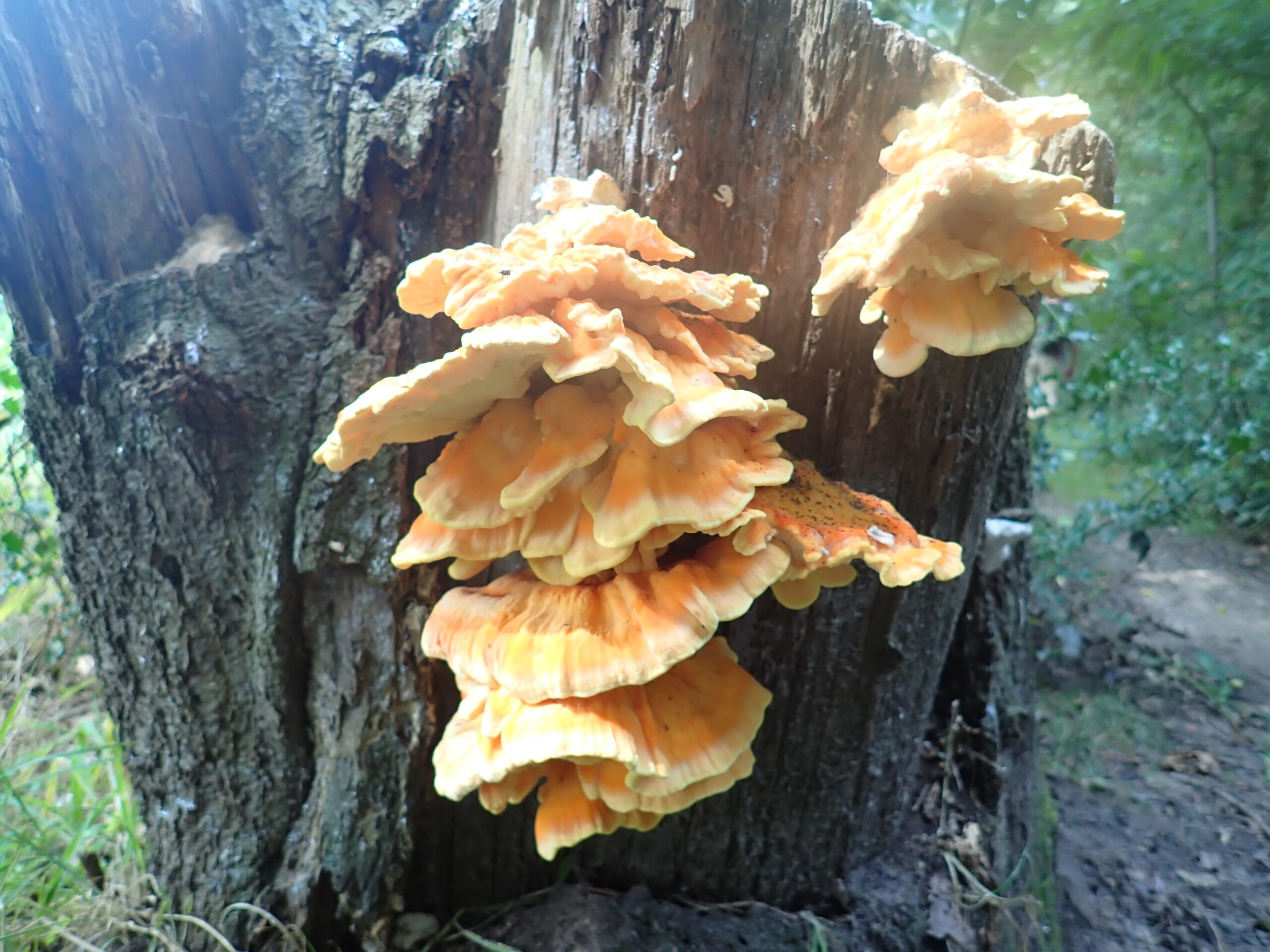 2025-11-09 Familiewandeling Boswachterij Dorst
