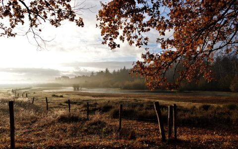 2025-12-07 Natuurwandeling Mastbos