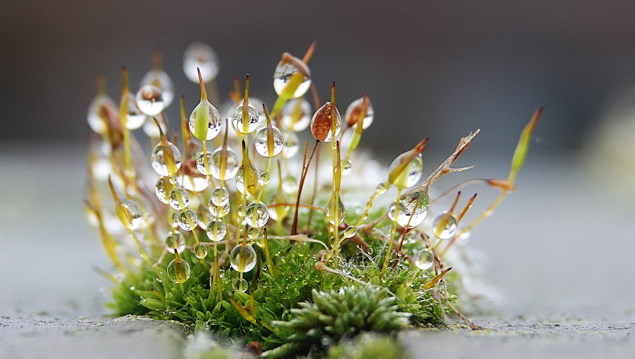 2025-11-16 Natuurwandeling Oude Buisse Heide