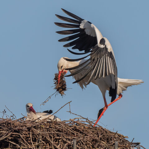 Ooievaar landt op nest met takken in snavel, naast zittende ooievaar, tegen blauwe lucht.