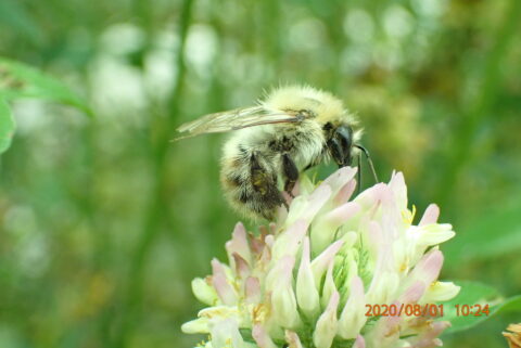 Bij op bloem in close-up, vervaagde groene achtergrond.
