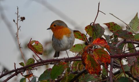 2025-12-20 Natuurwandeling Duiventoren