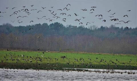 2025-12-14 Vogelwandeling Bleeke Heide