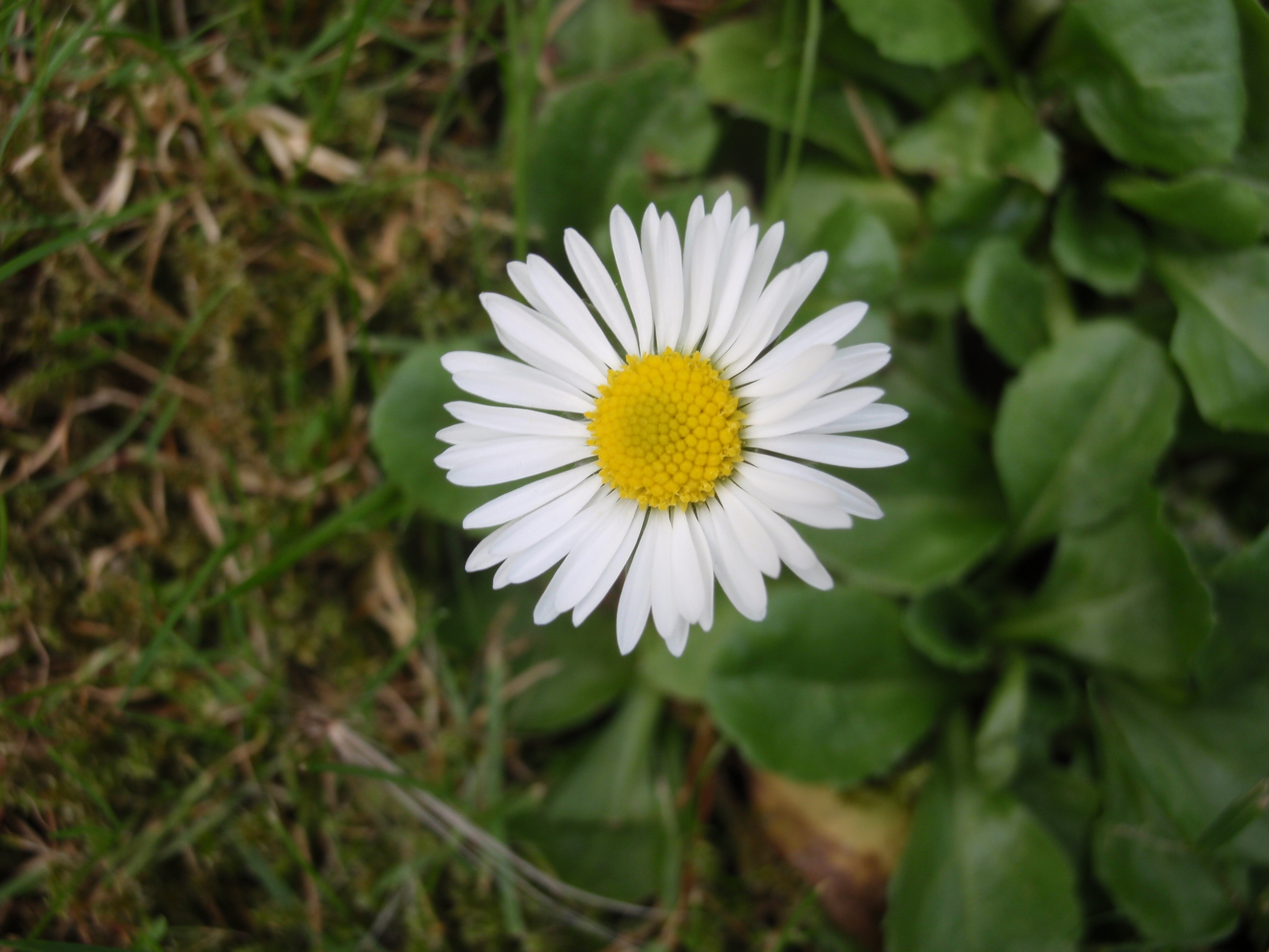 2025-12-28 Eindejaars plantenjacht