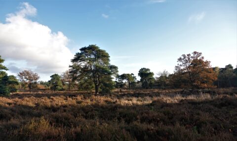 Landschap met heide, verspreide groene en herfstkleurige bomen onder een blauwe lucht met wolken.