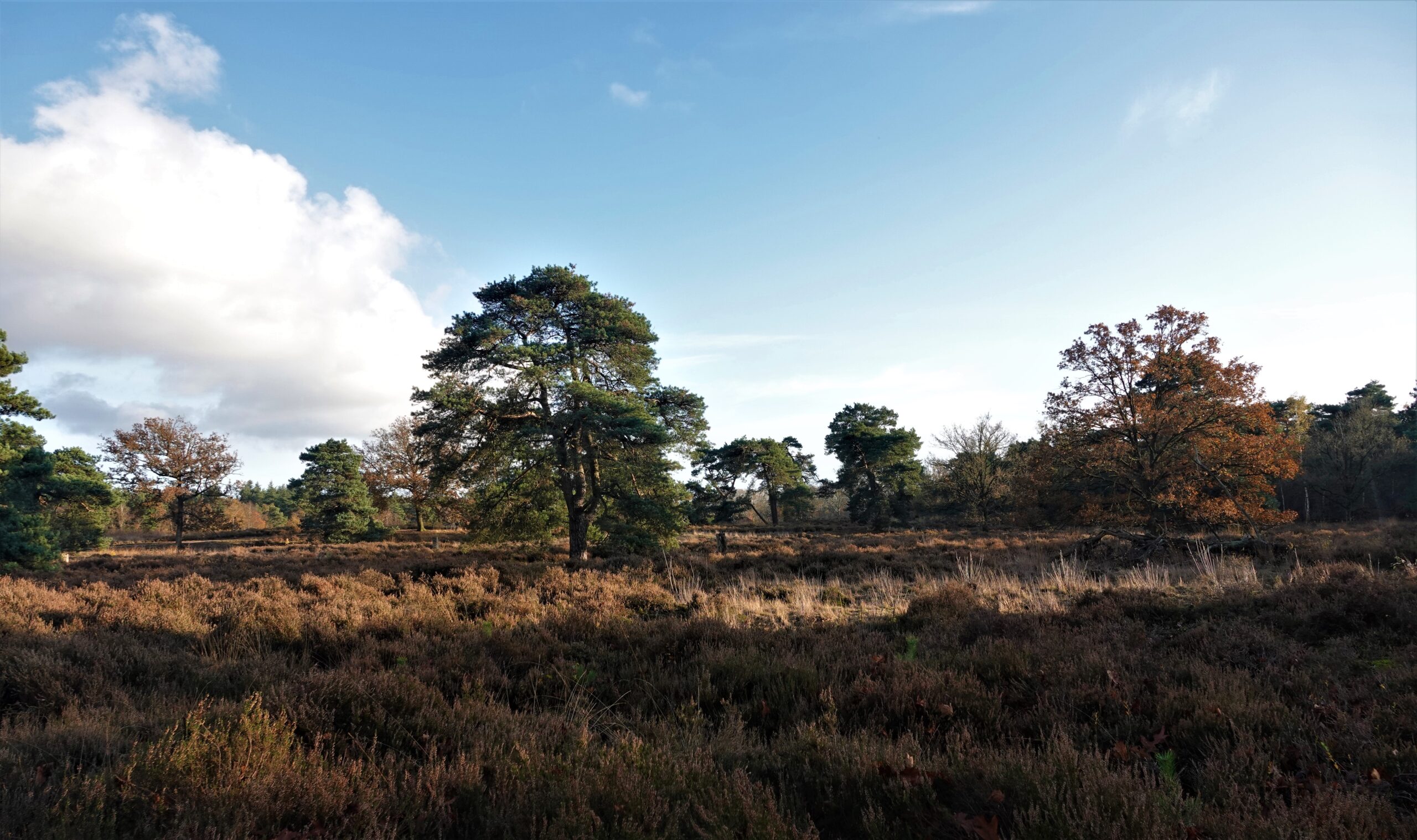 Landschap met heide, verspreide groene en herfstkleurige bomen onder een blauwe lucht met wolken.