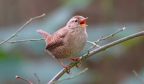 Een winterkoninkje zit zingend op een dunne tak tegen een groene achtergrond.