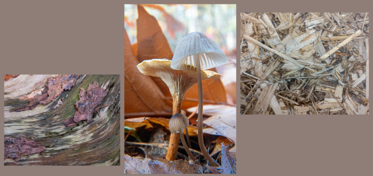 Close-up van paddenstoelen, bladeren, schors en houtchips.