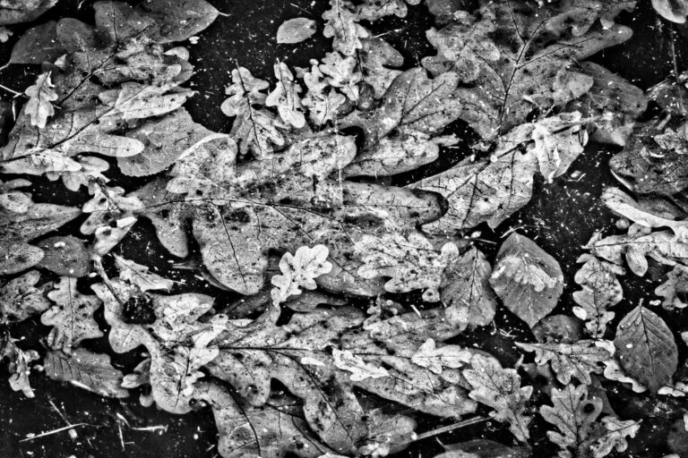 Zwart-wit close-up van herfstbladeren op de grond, bedekt met kleine vlekjes en stof.