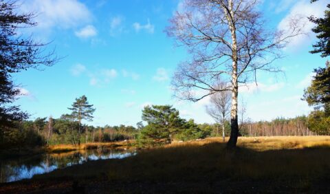 Landschap met een kale boom bij een vijver, omringd door gras en bos onder een blauwe hemel.