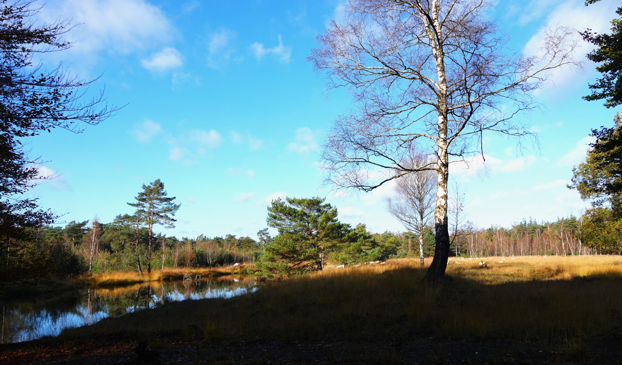 Landschap met een kale boom bij een vijver, omringd door gras en bos onder een blauwe hemel.