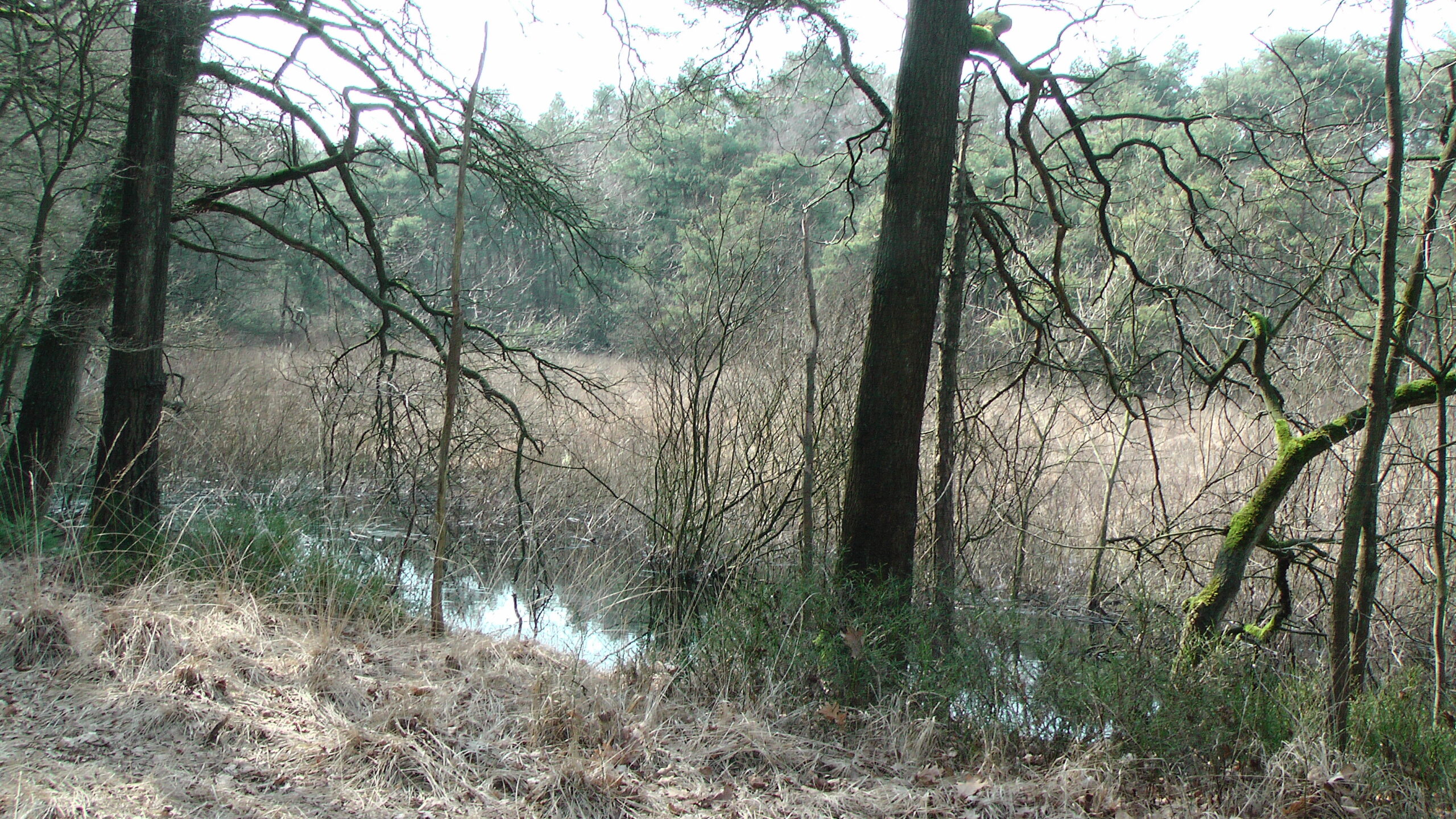 Dichtbegroeid bos met kale bomen, mosbedekt, zicht op een plas omringd door gras en riet.