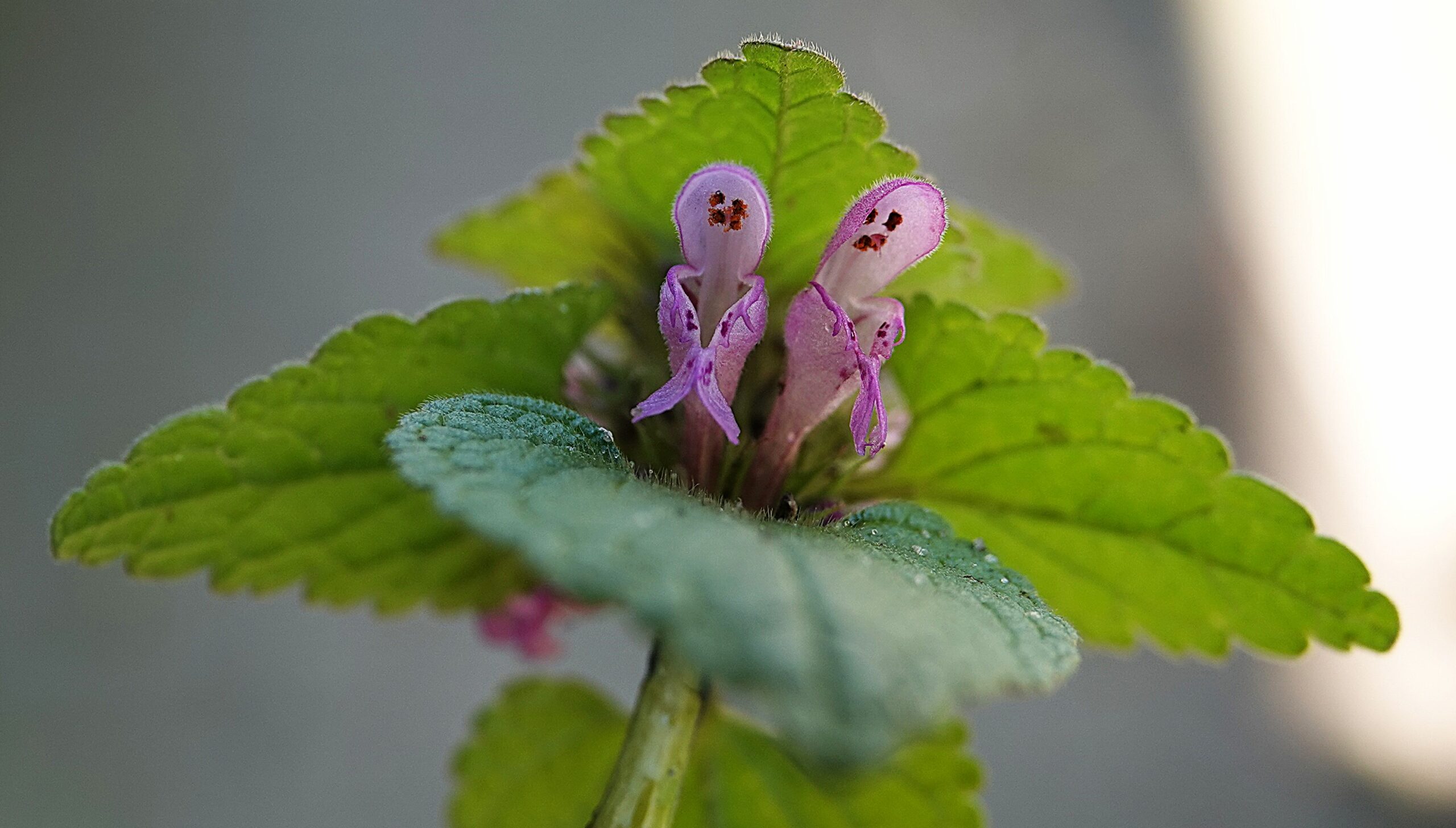Twee paarse bloemen tussen groene bladeren, tegen een wazige achtergrond.