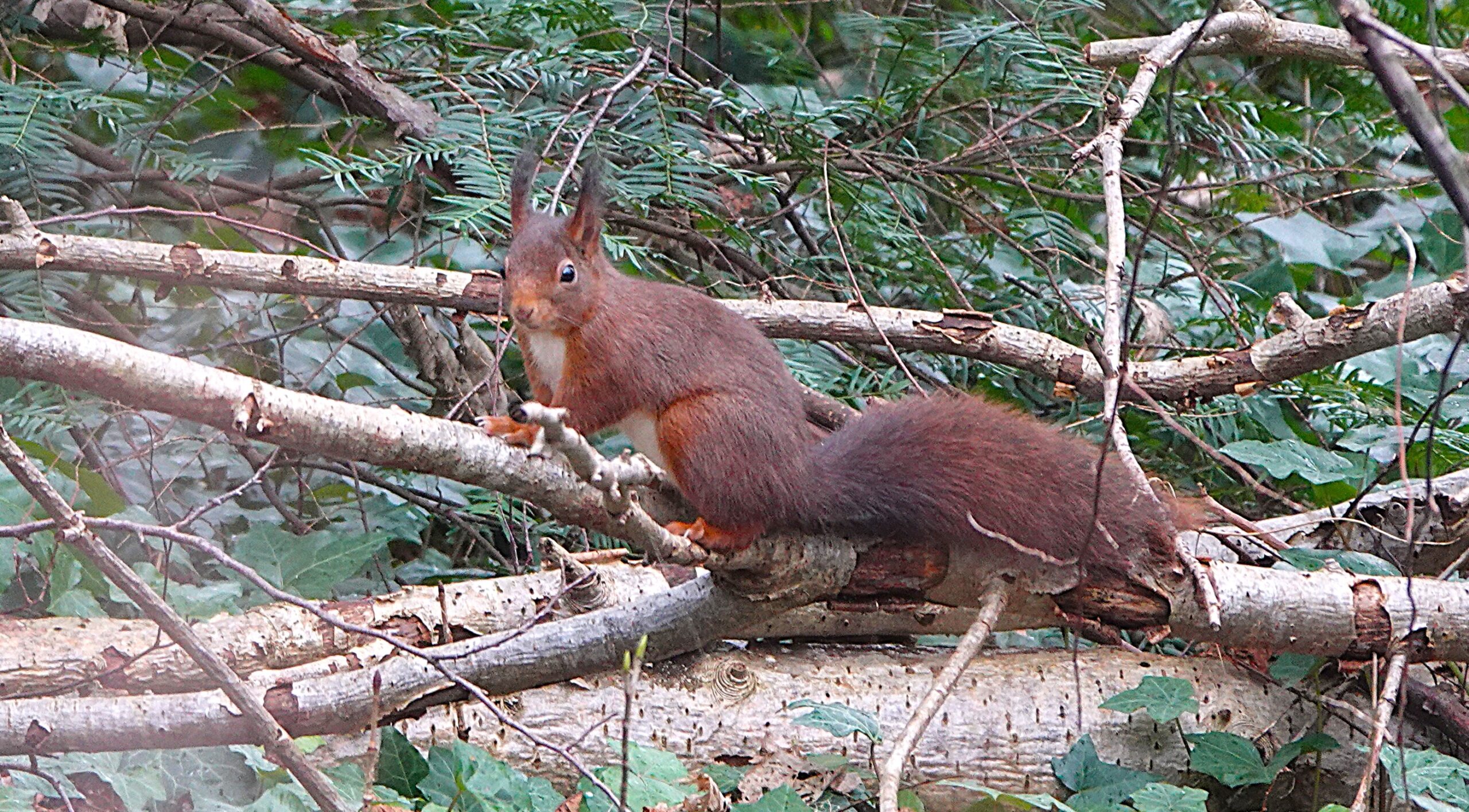 Eekhoorn op tak in een dichtbegroeid bos, omringd door bladeren.