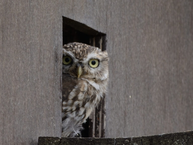 Uil kijkt naar buiten vanuit een vierkante opening in een houten wand.