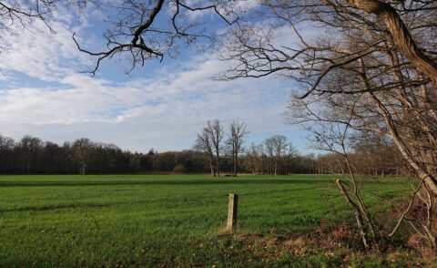 Groen veld met kale bomen en houten paal, omgeven door bos onder een blauwe hemel met lichte bewolking.