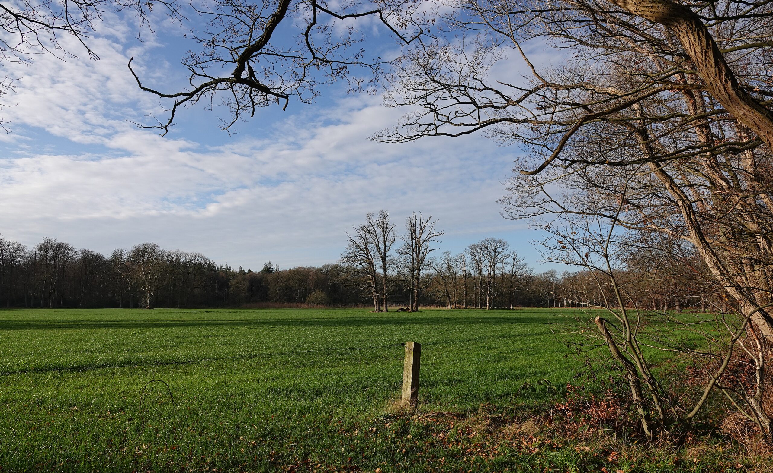 Groen veld met kale bomen en houten paal, omgeven door bos onder een blauwe hemel met lichte bewolking.