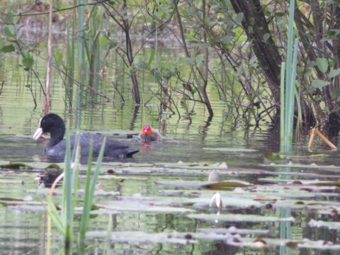 Meerkoet en jong zwemmen tussen riet en waterplanten in een vijver.