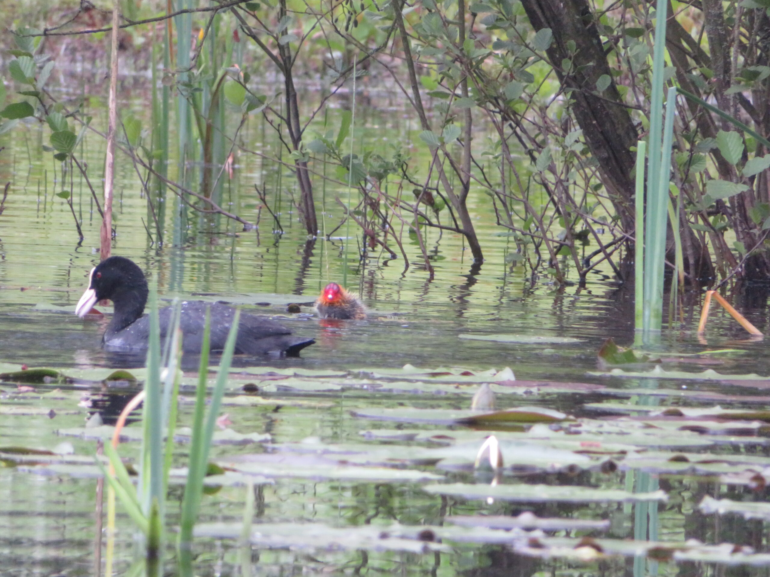 Meerkoet en jong zwemmen tussen riet en waterplanten in een vijver.