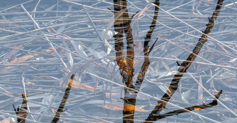 Reflectie van rietstengels en wateroppervlak met spiegeling van takken.