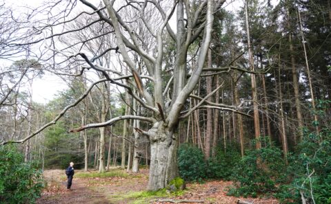 Grote imposante boom in bos met persoon die bewonderend opkijkt naar de takken.